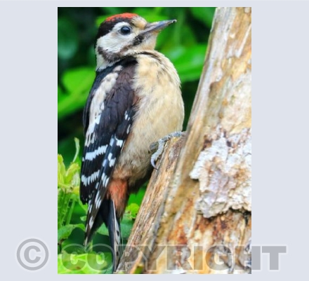 Great Spotted Woodpecker