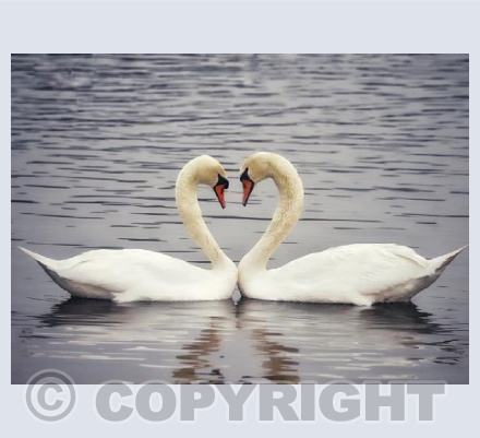 Loveheart - Courting Swans