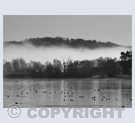 Dead Tree at Moreton Point (black and white)