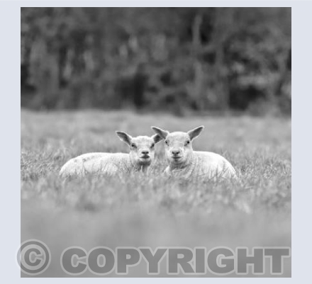 Lambs Lying Down