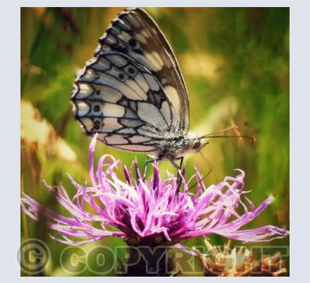 Marbled White