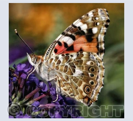 Painted Lady