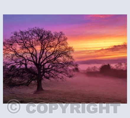 The Old Oak