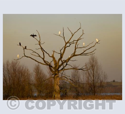 Dead Tree at Moreton Point