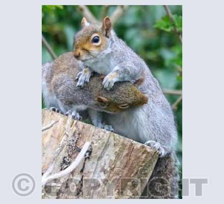 Climbing Frame