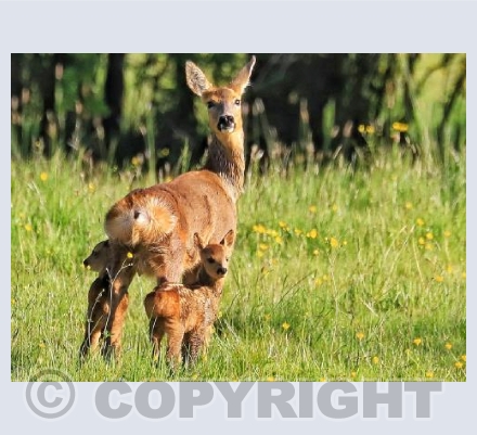 Roe Deer and Young