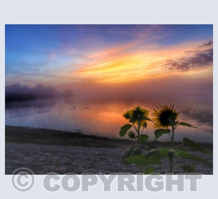 Misty Sunflowers at Dawn, Chew Valley Lake
