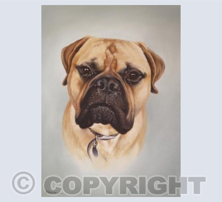Albert (Bull Mastiff)