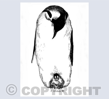 Penguin And Chick