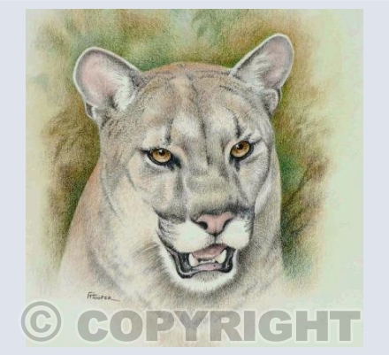 Puma