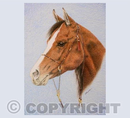 Arab Stallion