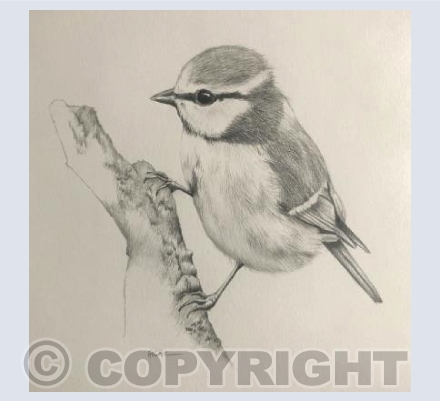 Blue Tit