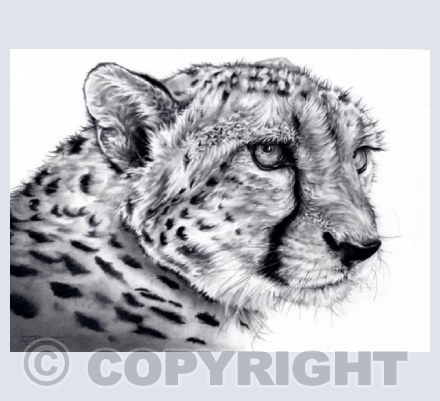 Pencil Cheetah