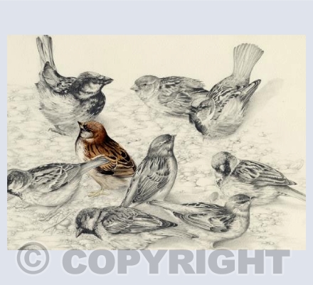 Sparrows
