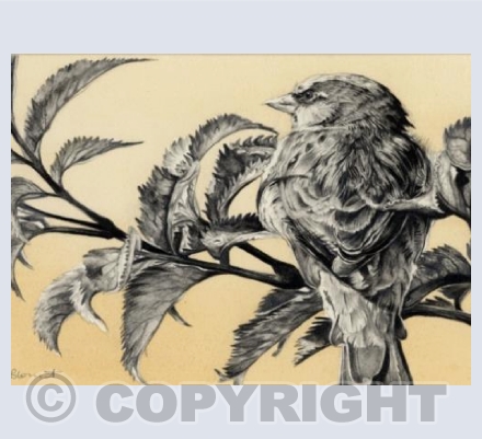 Sparrow on Rose