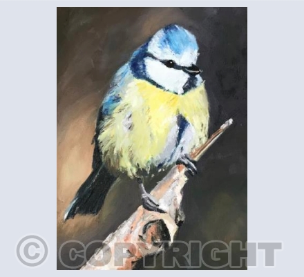 Brazen blue tit