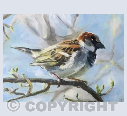 Sky blue sparrow