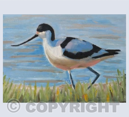 Advancing avocet