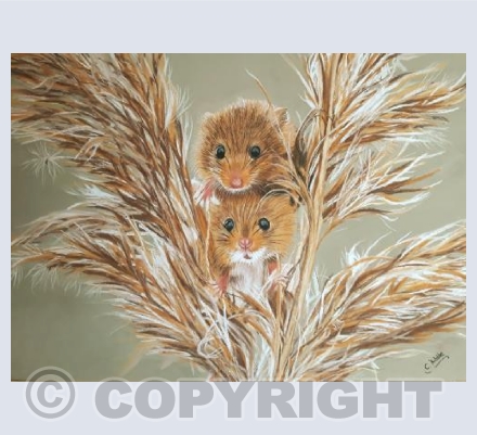 Mice twice