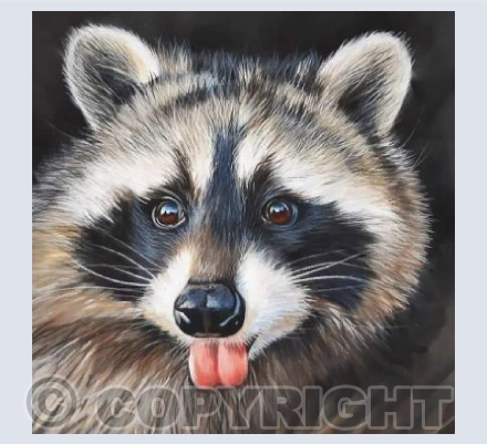 Roscoe the Raccoon