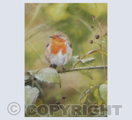 Robin