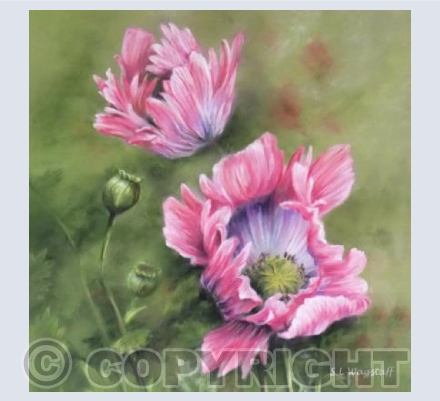 Poppy