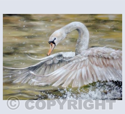 Swan