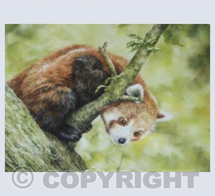 Red Panda