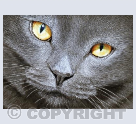 British Blue Cat