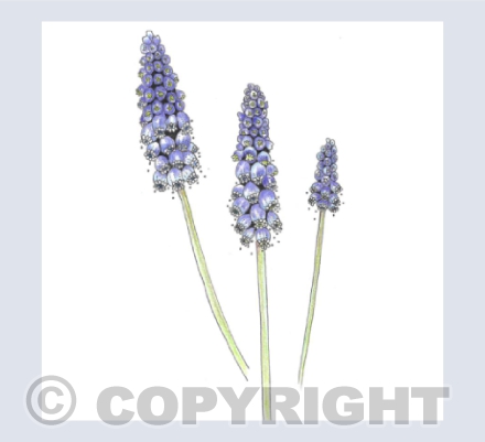 Muscari