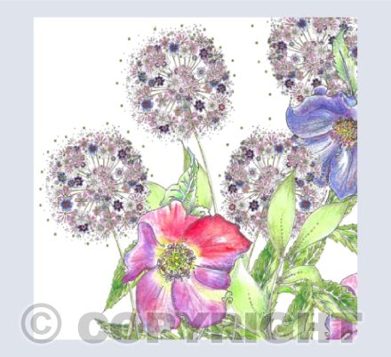 Alliums and Hellebores