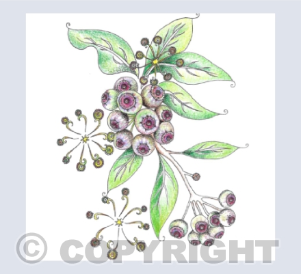 Ivy Berries