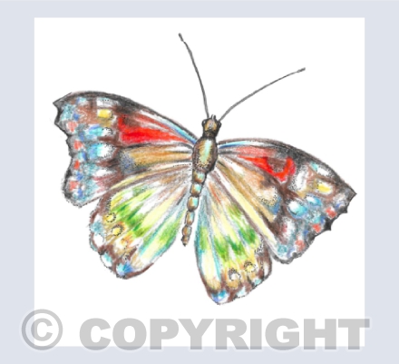 Red Butterfly