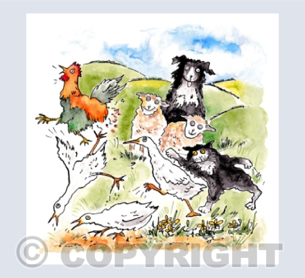 Farmyard frolics - Devon