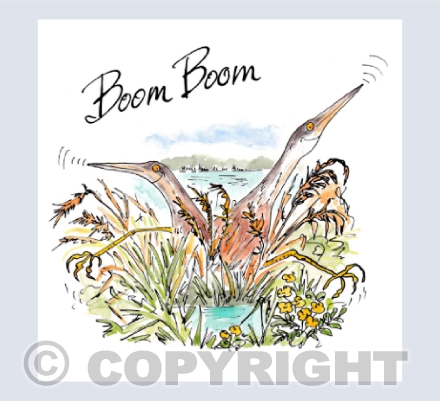 Boom Boom - Somerset