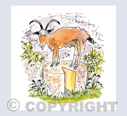 Say cheese - Somerset