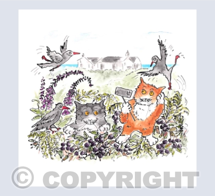 The most southerly purr