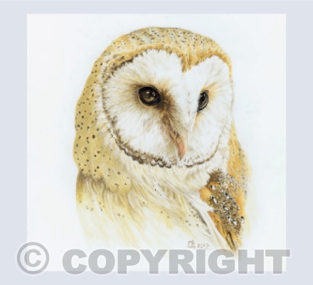 Barn Owl