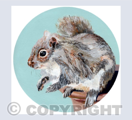 Little Squirrel