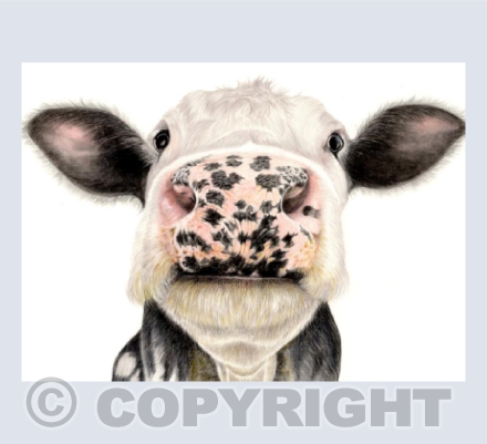 Nosey Cow!