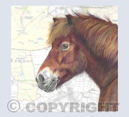 Exmoor Pony