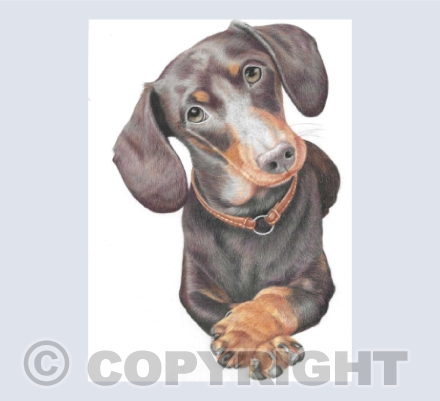 Dachshund