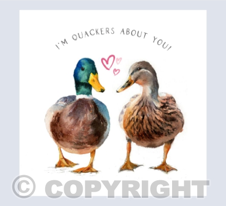 'Maverick & Molly' - I'm quackers about you!