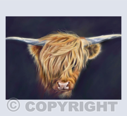 Highland Coo 2