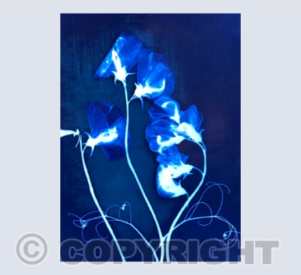 Pea Flower Lumen