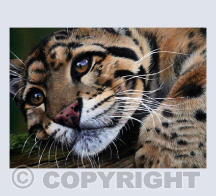 Innocence - Clouded Leopard Acrylic Painting