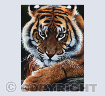 Intensity - Sumatran Tiger Acrylic Painting