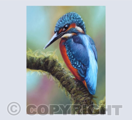 Majesty - Kingfisher Pastel Painting by Sophie Parkhill