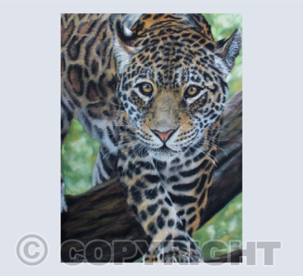 The Jaguar