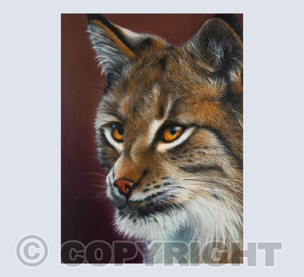 Lynx - The Golden Gaze